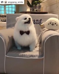 شیرین ترین سگ دنیا