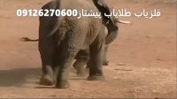 درگیری بین فیل و کرگدن