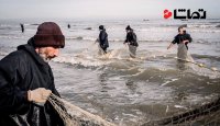 پایان فصل صید ماهیان در دریای خزر