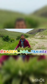 Kazemdogtrainer مربی و رفتارشناس سگ ـ رفع ناهنجاری سگها  اموزش و تربیت سگ اموزش پیاده روی با سگ