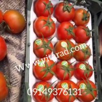 قیمت گوجه فرنگی گلخانه ای صادراتی اصفهان