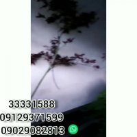 گل و گیاه و محوطه سازی حسین زاده در تهران