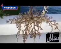 ستاره دریایی سبدی