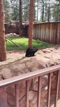 تلاش خنده دار بچه خرس برای خاروندن خودش