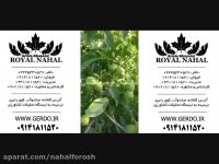 خرید نهال گردو خوشه ای,نهال گردو خوشه ای اسراییلی 09141811520