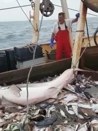 آزاد کردن کوسه بزرگ توسط ماهیگیر