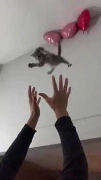 گربه کوچولو های بامزه