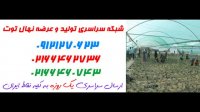 نهال توت در کرمان 09121270623 - خرید نهال - فروش نهال - قیمت نهال