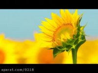 تاب آوری تبدیل توانایی به مهارت  ( مسیر آموزش )