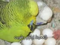 تکثیر مرغ عشق