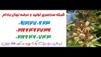 نهال بادام در چهارمحال و بختیاری 0912320527-خرید نهال-فروش نهال-قیمت نهال