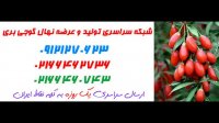 نهال گوجی بری  09121270623 - خرید نهال گوجی بری - فروش نهال گوجی بری - قیمت نهال گوجی بری