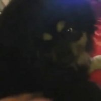 این سگ به زبان فارسی میگه نکن