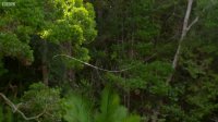 Spider Shoots 25 Metre Web - The Hunt - BBC Earth