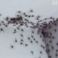 صدها عنکبوت مهمان خانه ای در سیدنی استرالیا