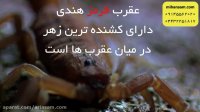 آیا نیش تمام عقرب ها کشنده است؟ | سمپاشی عقرب با سم خارجی