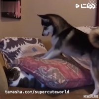 ازین رفیق رو مخیا