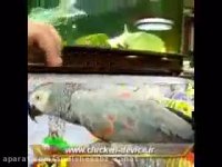 کاسکو خال قرمز کاملا رام