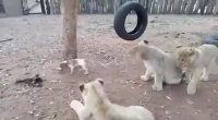 ایستادگی توله سگ شجاع در برابر سه شیر