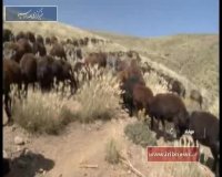 زندگی عشایر، نمونه اقتصاد درون زا