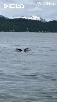 کلیپ جالب روز :  عقاب شناگر