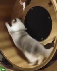 گربه بازیگوش