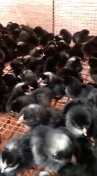 جوجه 1 روزه مرغ بلک استاربا تعداد تخم 300تا در سال(اریا منتخب پارسیان)09131007689