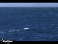  مستندپنج (پنگوئن1)