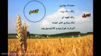 فولیکور | Folicur | قارچ کش اصل آلمان برای مزارع گندم و جو