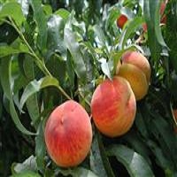 هلو عسلی 09123205271