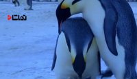 ماتم پنگوئن والدین برای از دست دادن فرزند