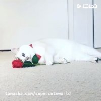 وقتی شکست عشقی می خوره!