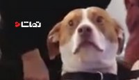 واکنش دیدنی سگ به عکس سلفی