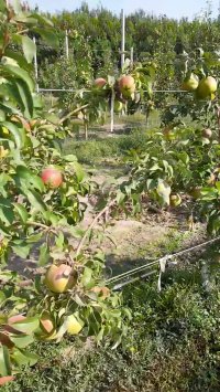 عملکرد گلابی دوچی در باغ مادری (سال سوم)