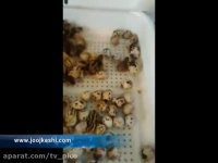 هچ با راندمان عالی در دستگاه جوجه کشی ایزی باتور