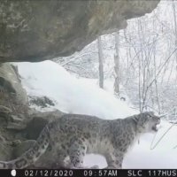 وایرال روز : صدای پلنگ برفی