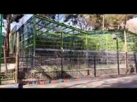 وضعیت ببر سیبری در چه حال است؟