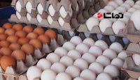 جهاد کشاورزی: کمبود تخم مرغ نداریم!