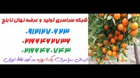 نهال نارنج  09121270623 - خرید نهال نارنج - فروش نهال نارنج - قیمت نهال نارنج