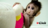 نخستین میمون های شبیه سازی شده متولد شدند