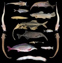 سیر تکامل موجودات کره زمین