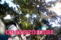 ترمیم سنگ خوردگی شیشه ماشین 09125239881