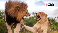 دعوای بین شیر نر و ماده