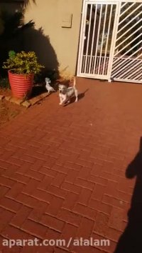 طوطی که مانند سگ‌ها پارس می‌کند