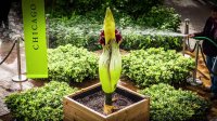 Corpse Flower Timelapse Video: Chicago Botanic Garden