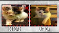 Before And After Pics Of Happy Rescued Cats
