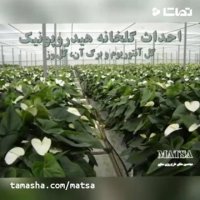 طرح توجیهی گلخانه هیدروپونیک گل آنتوریوم