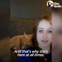 Pit Bull Dog Loves Wrestling With Cat Brother - MAMBA & CHOWDER | The Dodo