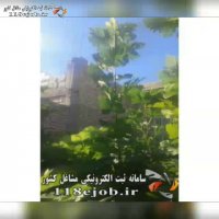 نهالستان انجیر شرفی در استهبان