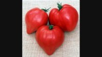 بذر گوجه قلب مجارستان